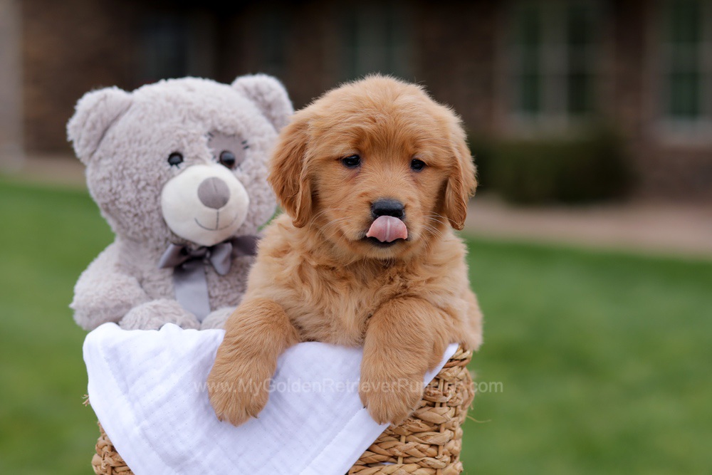 Jolie Image of Jolie, a Golden Retriever puppy