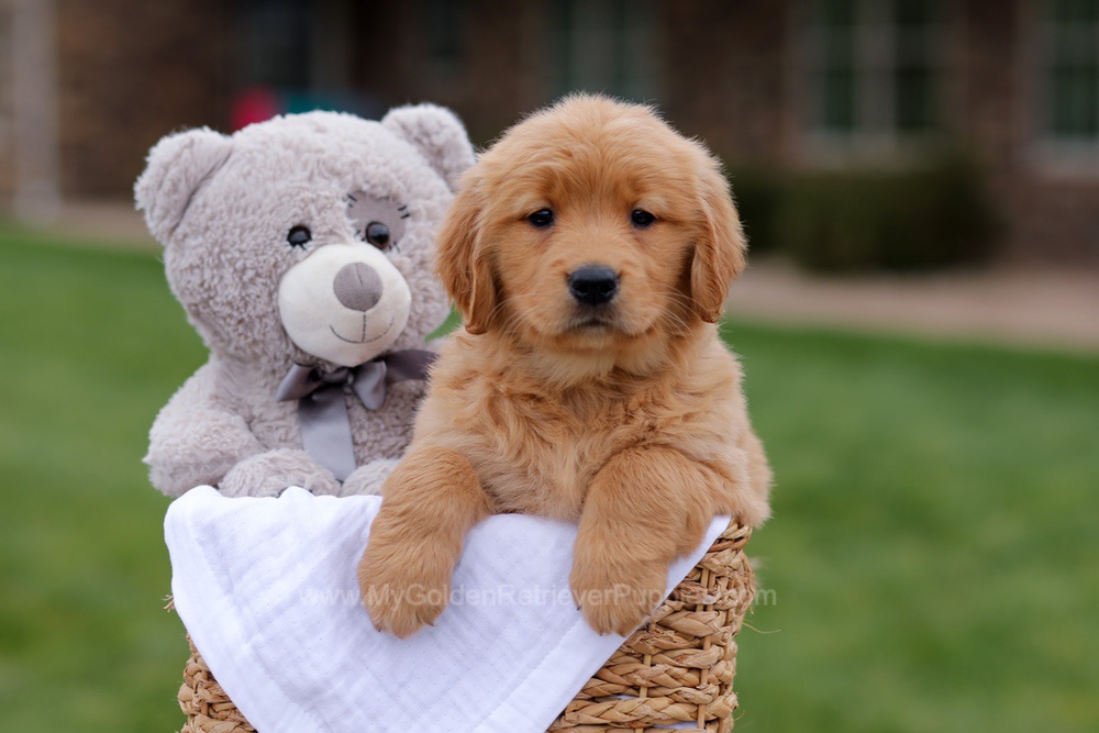 Jolie Image of Jolie, a Golden Retriever puppy