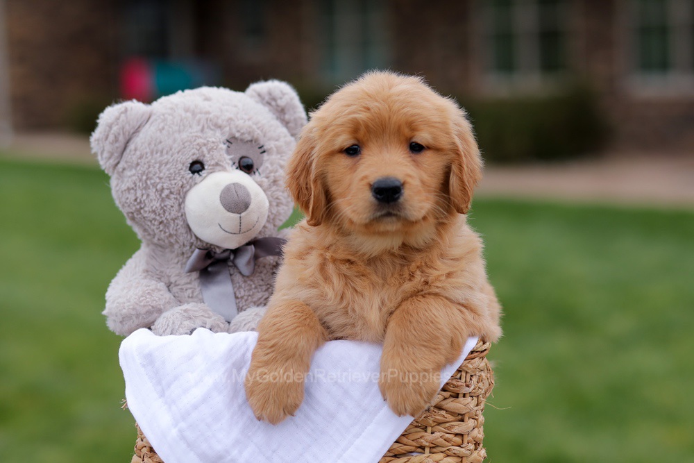 Jolie Image of Jolie, a Golden Retriever puppy
