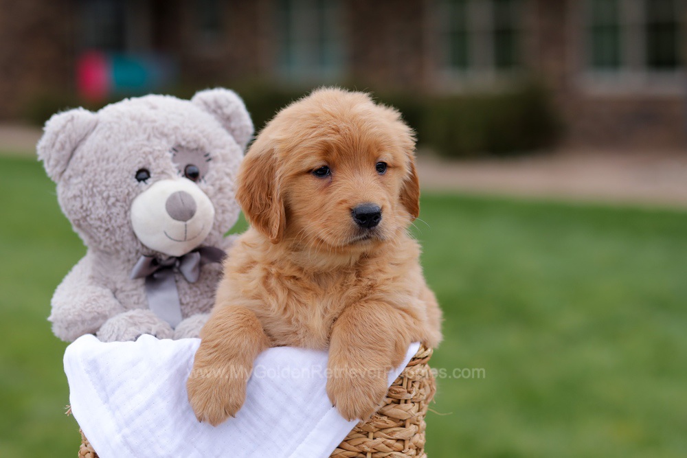 Jolie Image of Jolie, a Golden Retriever puppy