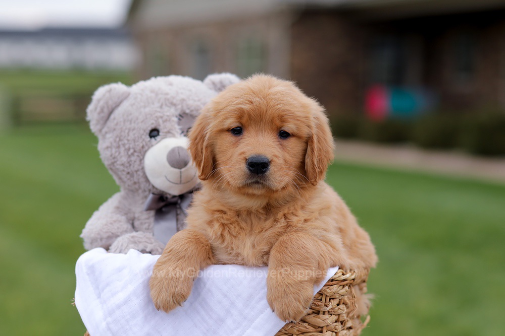Jolie Image of Jolie, a Golden Retriever puppy