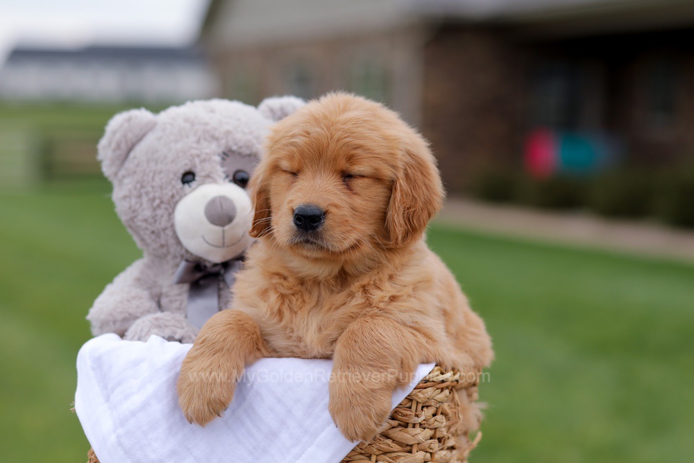 Jolie Image of Jolie, a Golden Retriever puppy