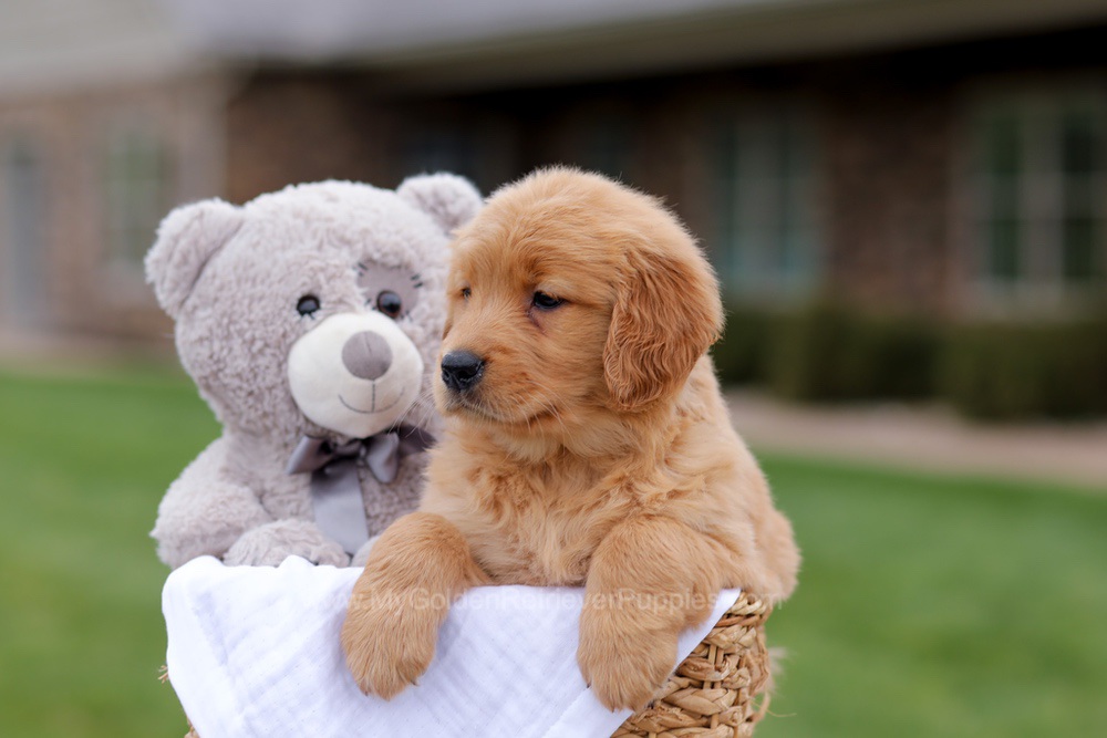 Jolie Image of Jolie, a Golden Retriever puppy