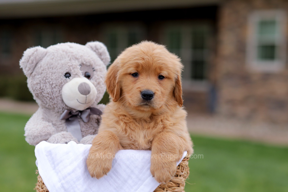 Jolie Image of Jolie, a Golden Retriever puppy