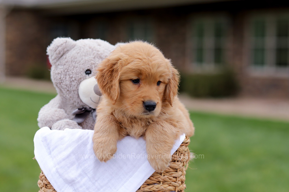 Julia Image of Julia, a Golden Retriever puppy