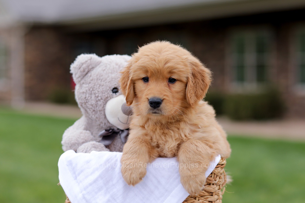 Julia Image of Julia, a Golden Retriever puppy