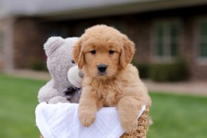 Image of Julia, a Golden Retriever puppy