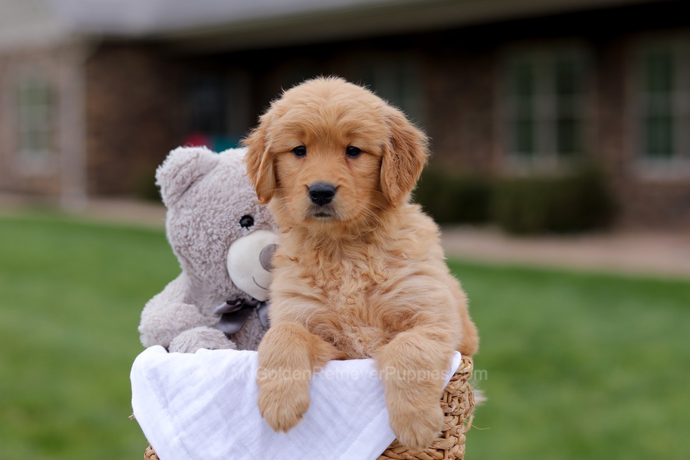 Julia Image of Julia, a Golden Retriever puppy