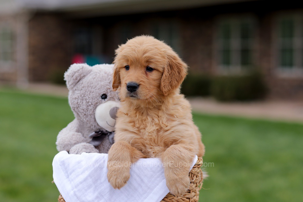 Julia Image of Julia, a Golden Retriever puppy