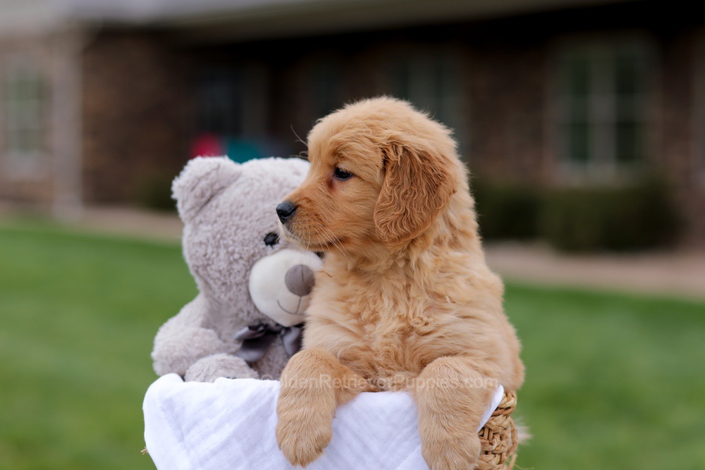 Julia Image of Julia, a Golden Retriever puppy