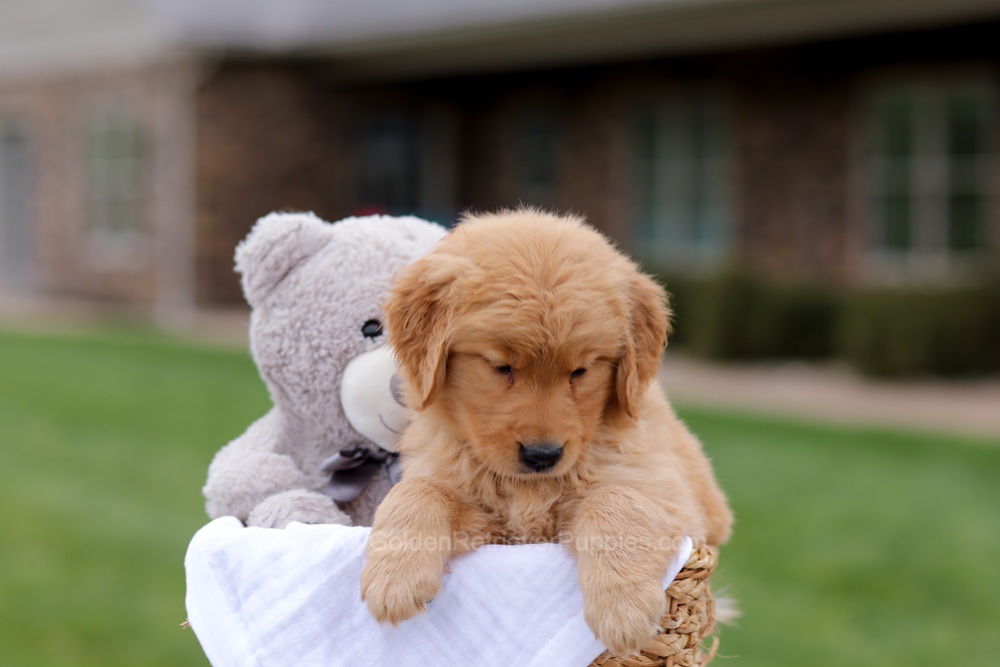 Julia Image of Julia, a Golden Retriever puppy