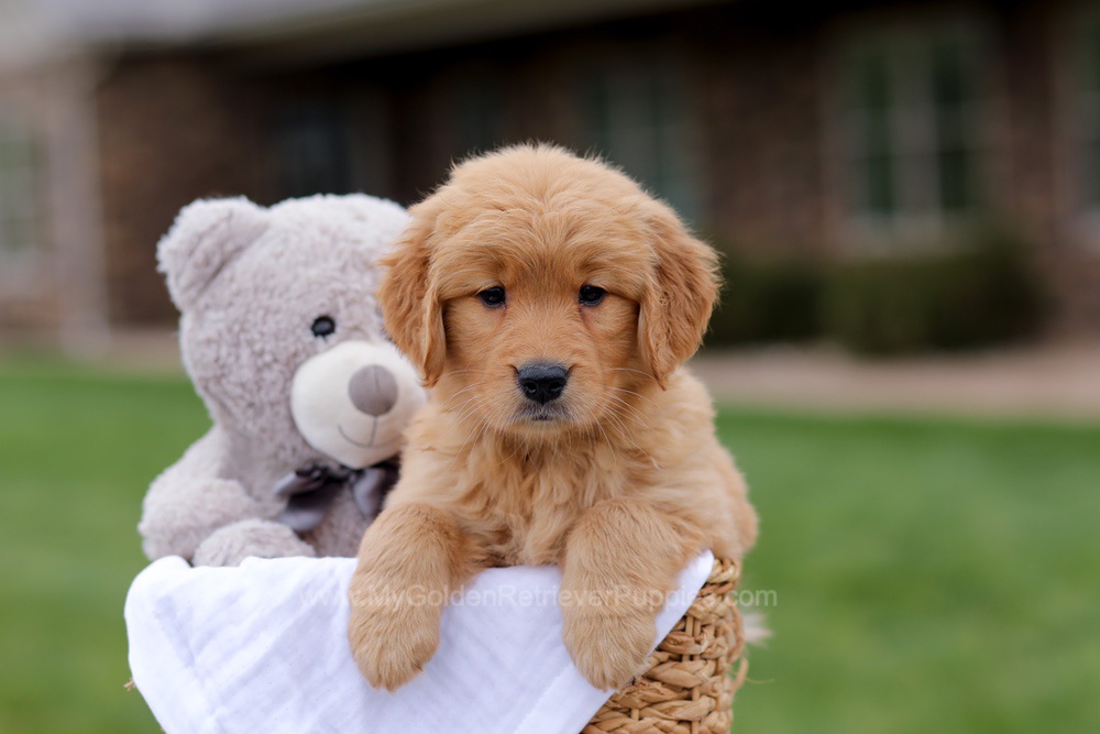 Julia Image of Julia, a Golden Retriever puppy