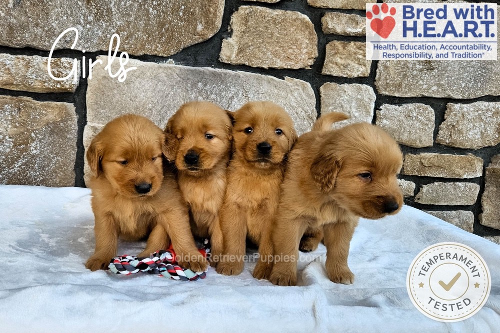 Personality Tested 🤎 May 14 - My Golden Retriever Puppies