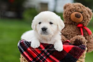 Able Image of Able, a Golden Retriever puppy