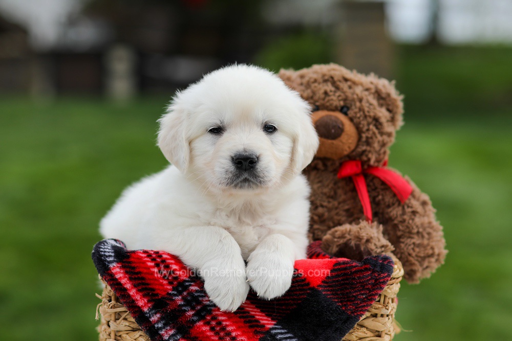 Ace Image of Ace, a Golden Retriever puppy