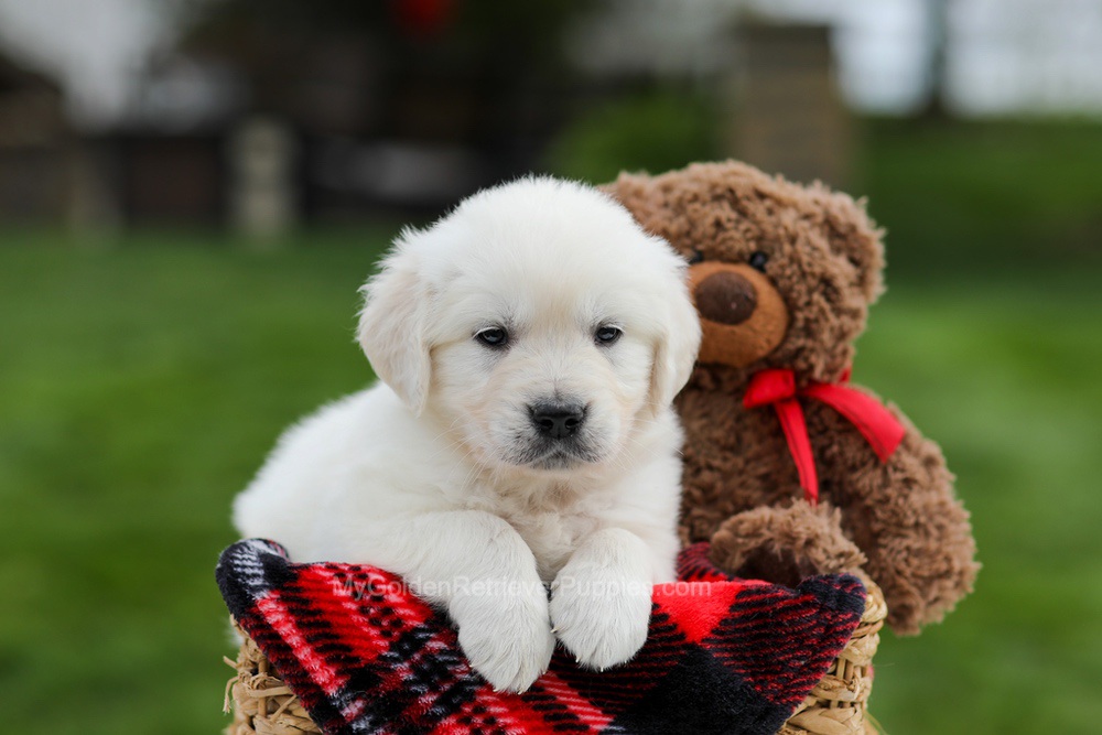 Ace Image of Ace, a Golden Retriever puppy