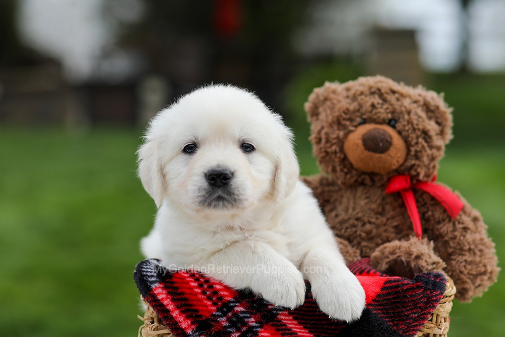 Ace Image of Ace, a Golden Retriever puppy