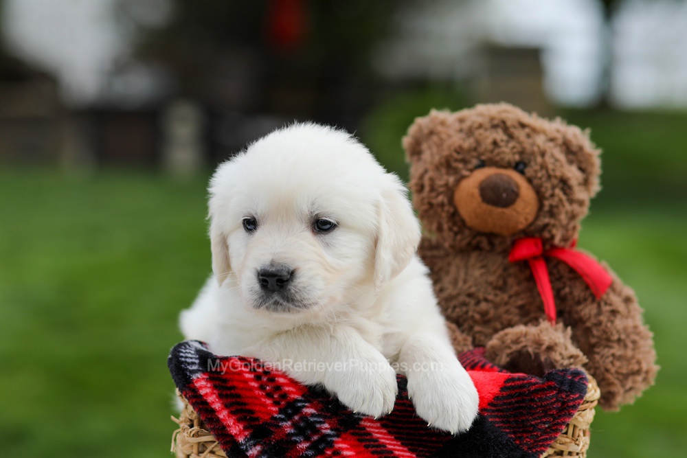 Ace Image of Ace, a Golden Retriever puppy