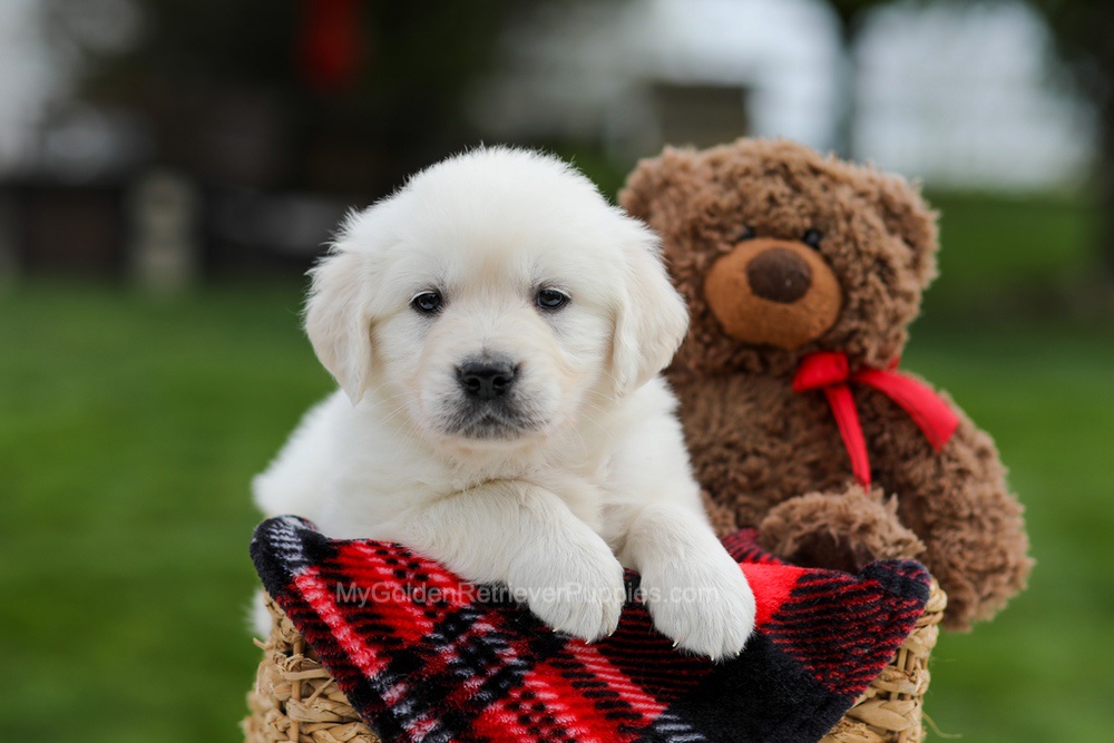 Ace Image of Ace, a Golden Retriever puppy