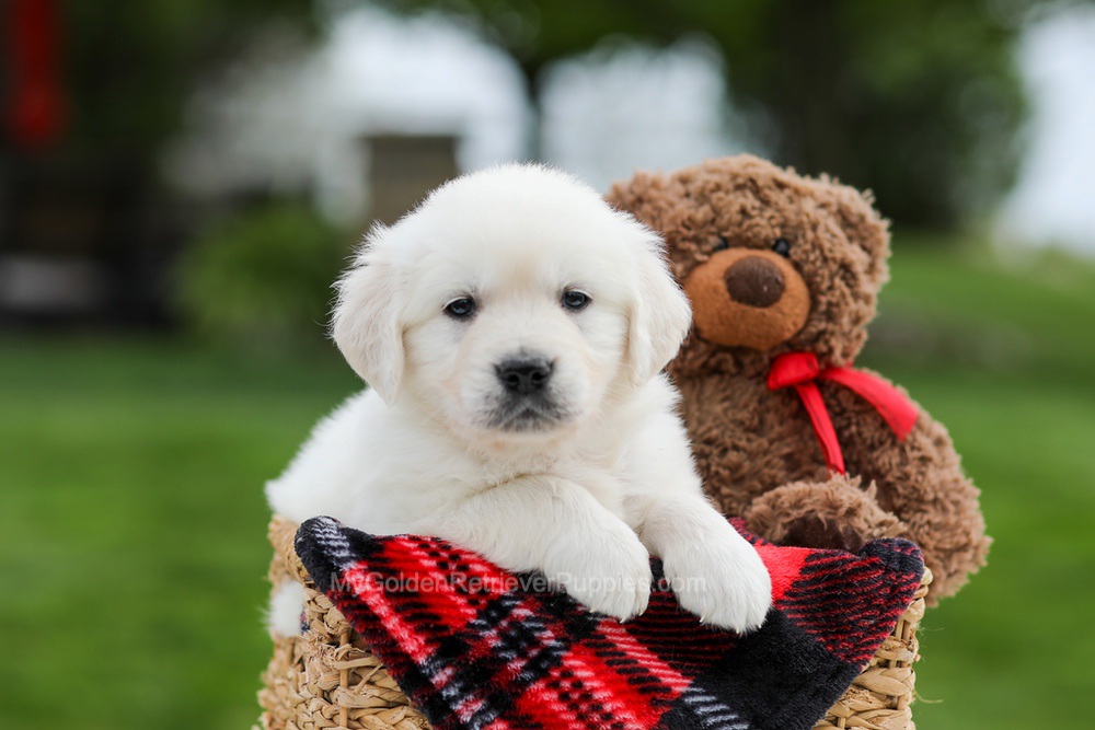 Ace Image of Ace, a Golden Retriever puppy