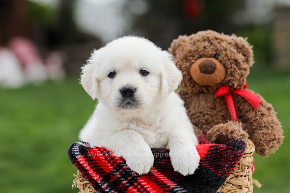 Ace Image of Ace, a Golden Retriever puppy