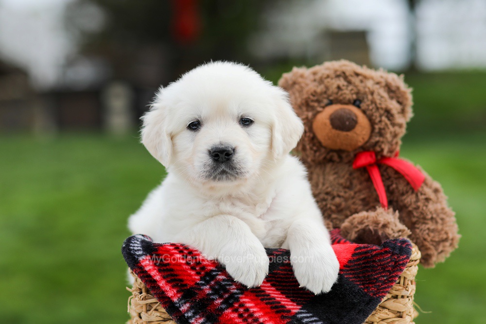 Ace Image of Ace, a Golden Retriever puppy