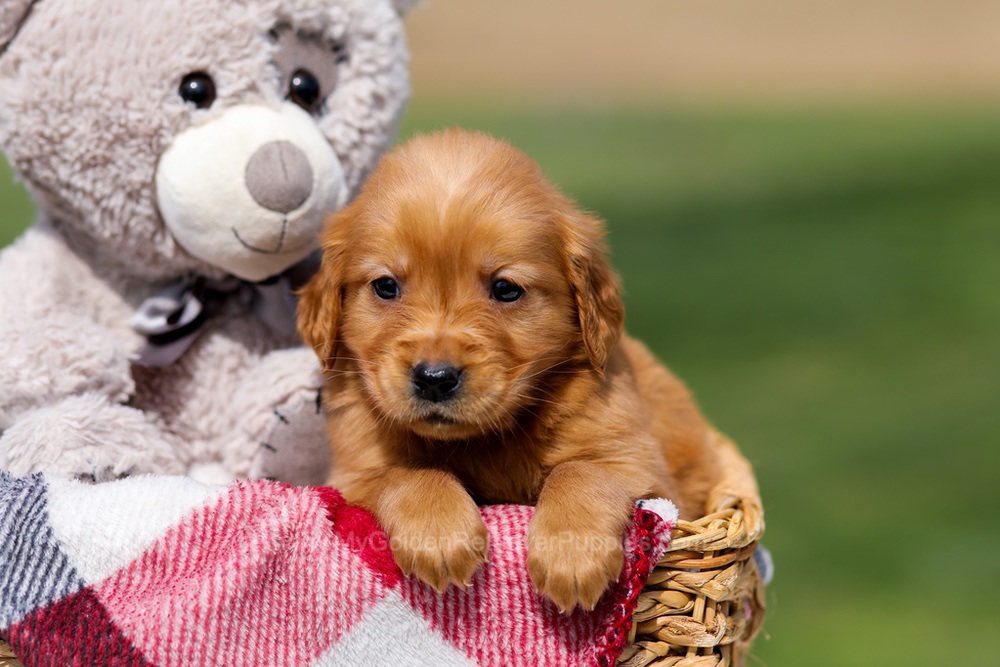 Amber Image of Amber, a Golden Retriever puppy