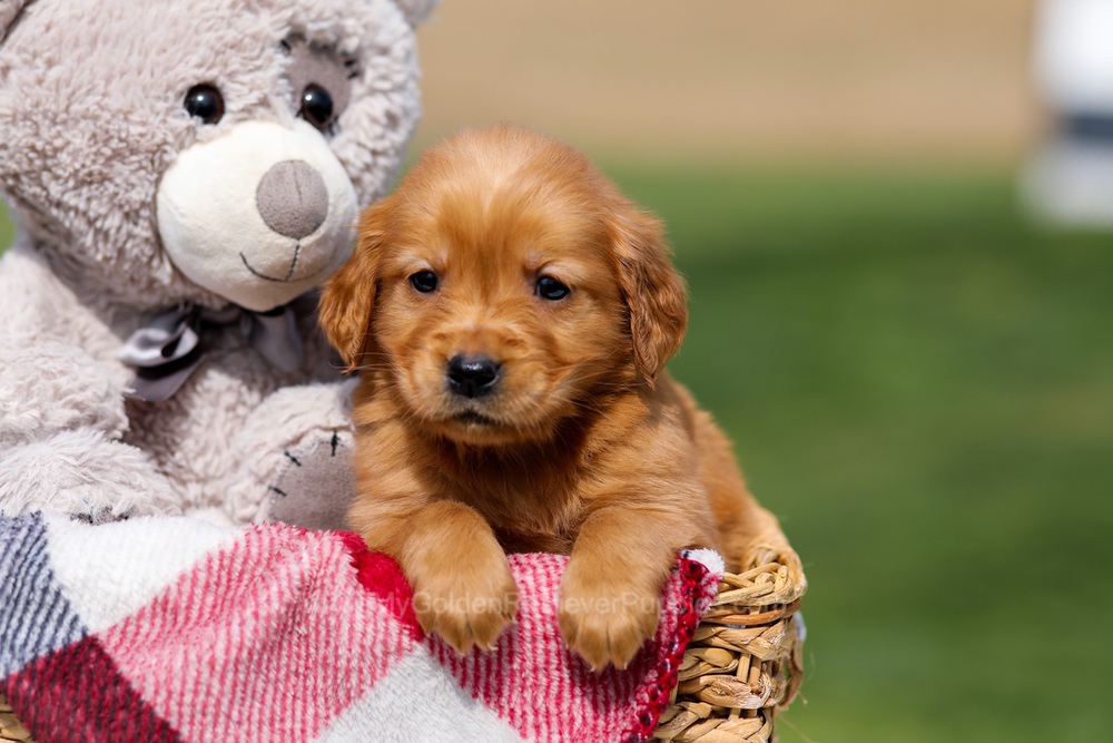 Amber Image of Amber, a Golden Retriever puppy