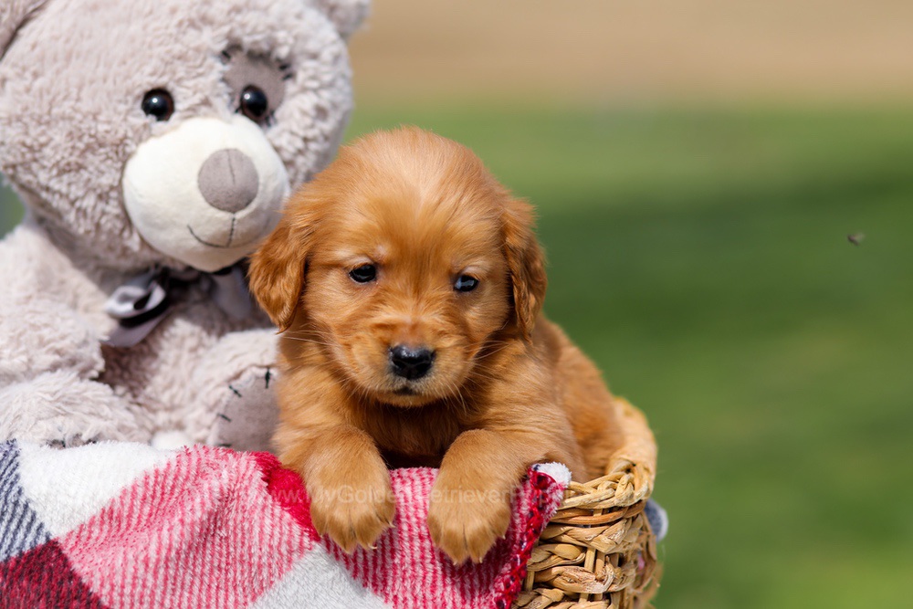 Amber Image of Amber, a Golden Retriever puppy
