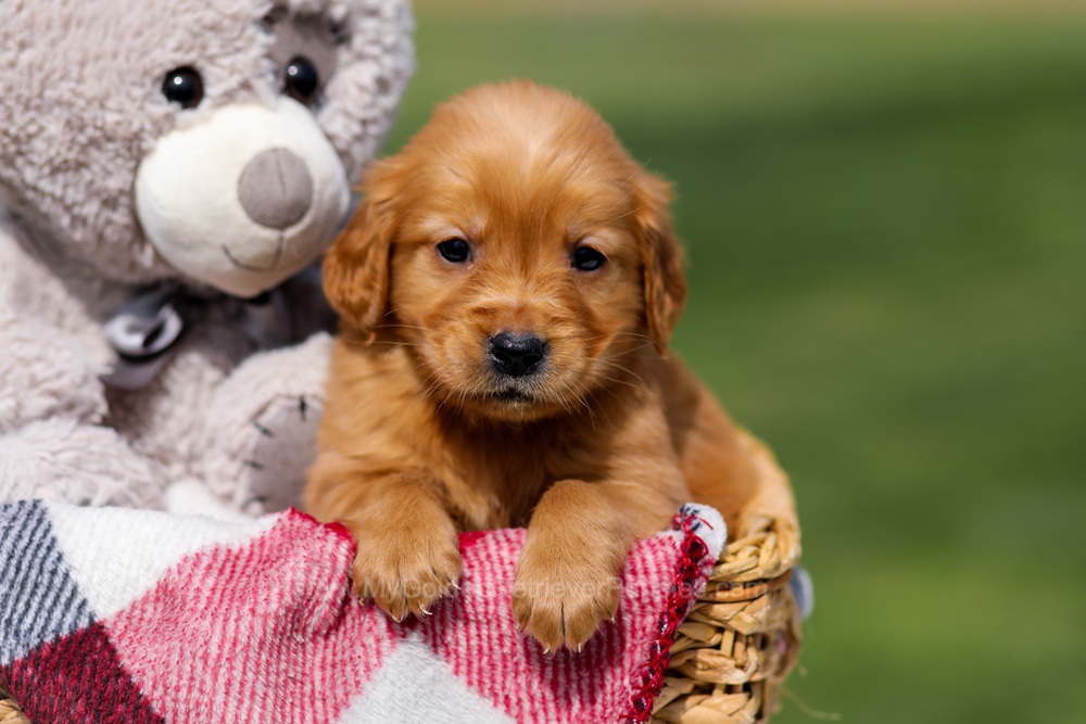 Amber Image of Amber, a Golden Retriever puppy