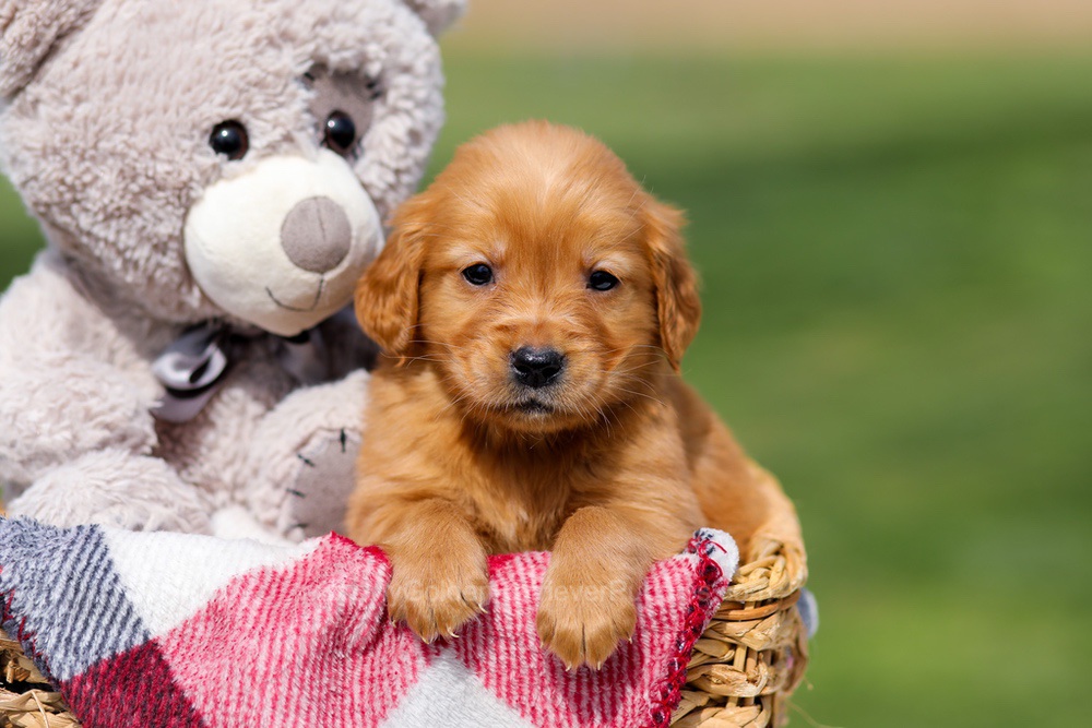Amber Image of Amber, a Golden Retriever puppy