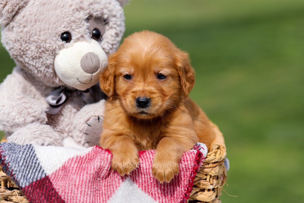 Amber Image of Amber, a Golden Retriever puppy