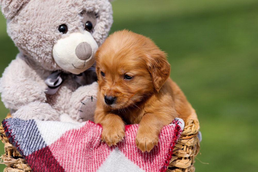 Amber Image of Amber, a Golden Retriever puppy