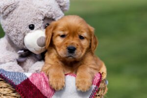 Image of Angel, a Golden Retriever puppy