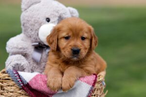Image of Angelica, a Golden Retriever puppy
