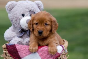 Image of Apricot, a Golden Retriever puppy