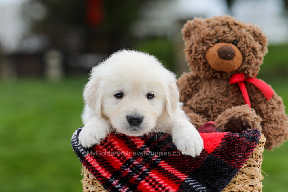 Archer Image of Archer, a Golden Retriever puppy
