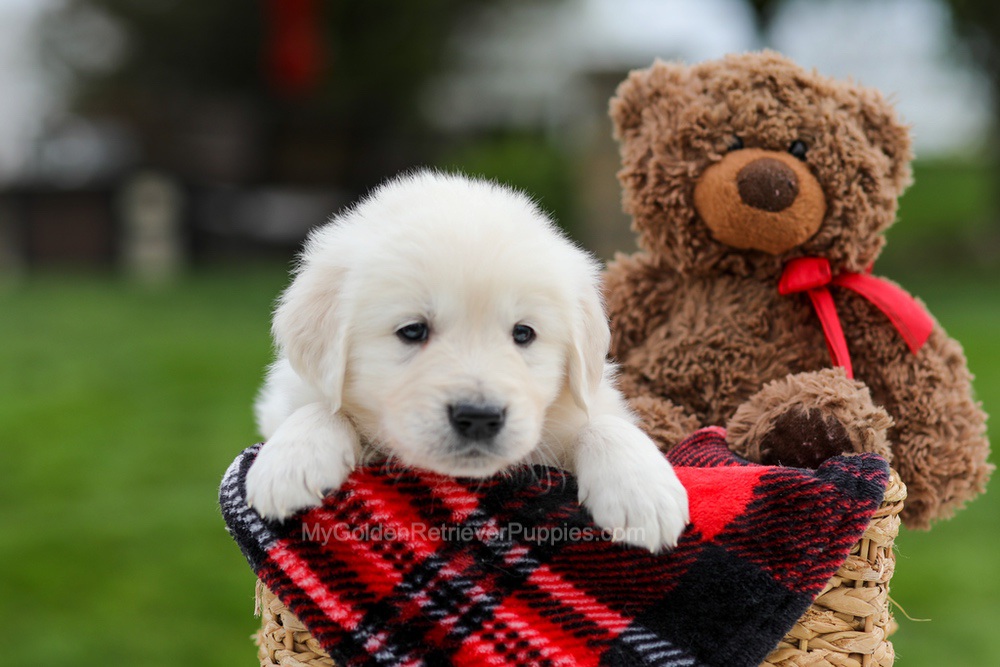 Archer Image of Archer, a Golden Retriever puppy