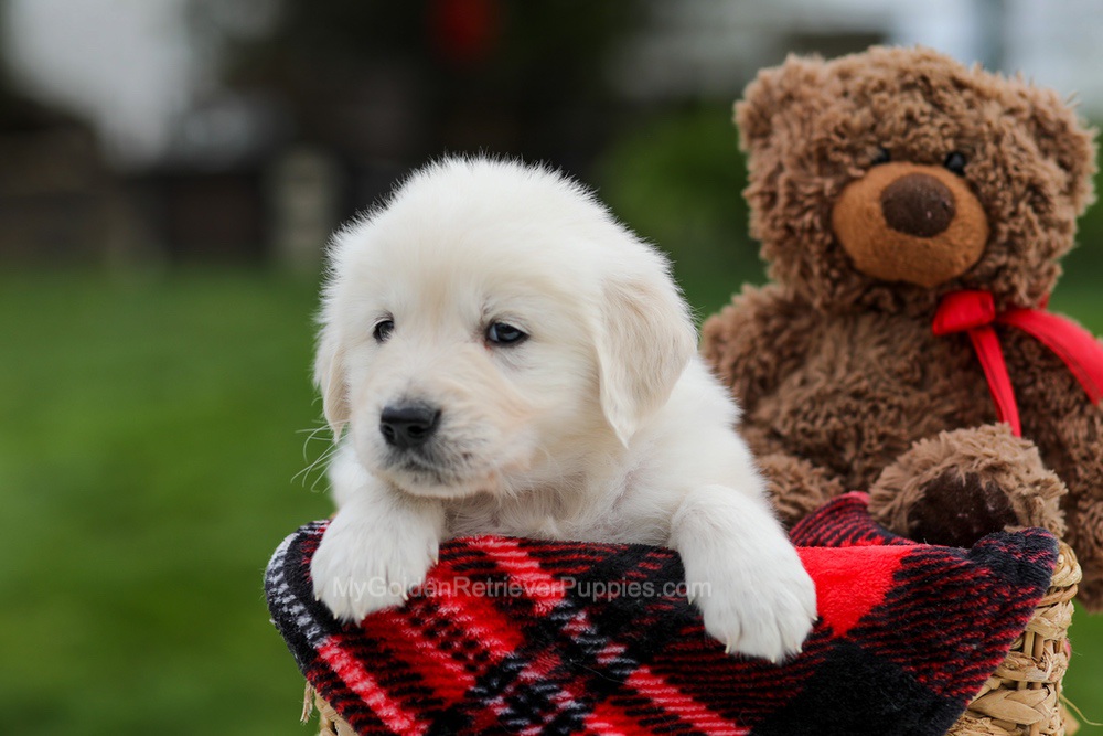 Archer Image of Archer, a Golden Retriever puppy