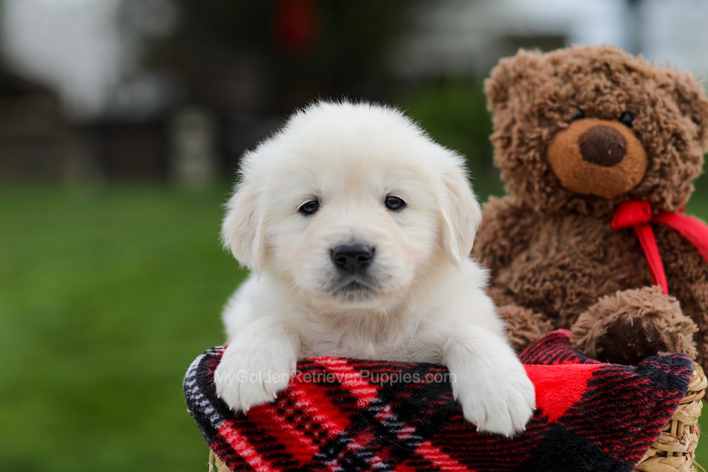 Archer Image of Archer, a Golden Retriever puppy
