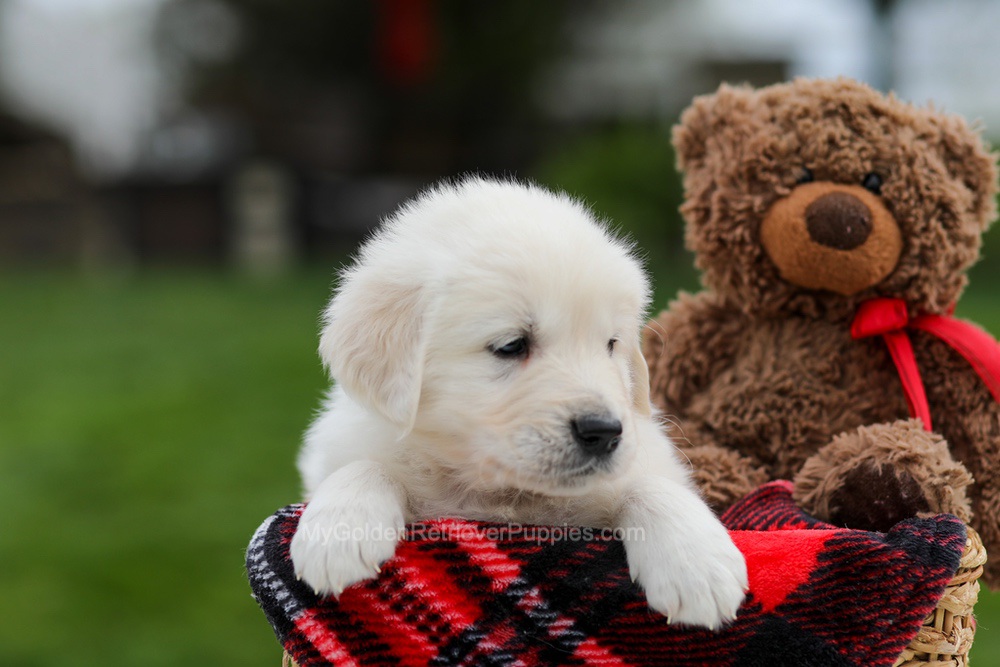 Archer Image of Archer, a Golden Retriever puppy