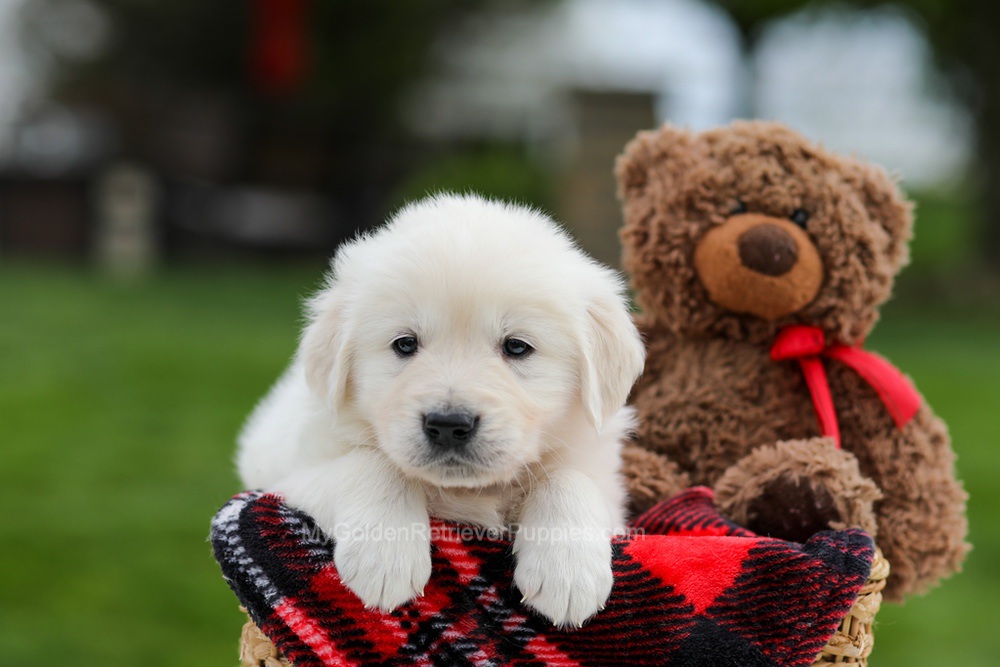 Archer Image of Archer, a Golden Retriever puppy