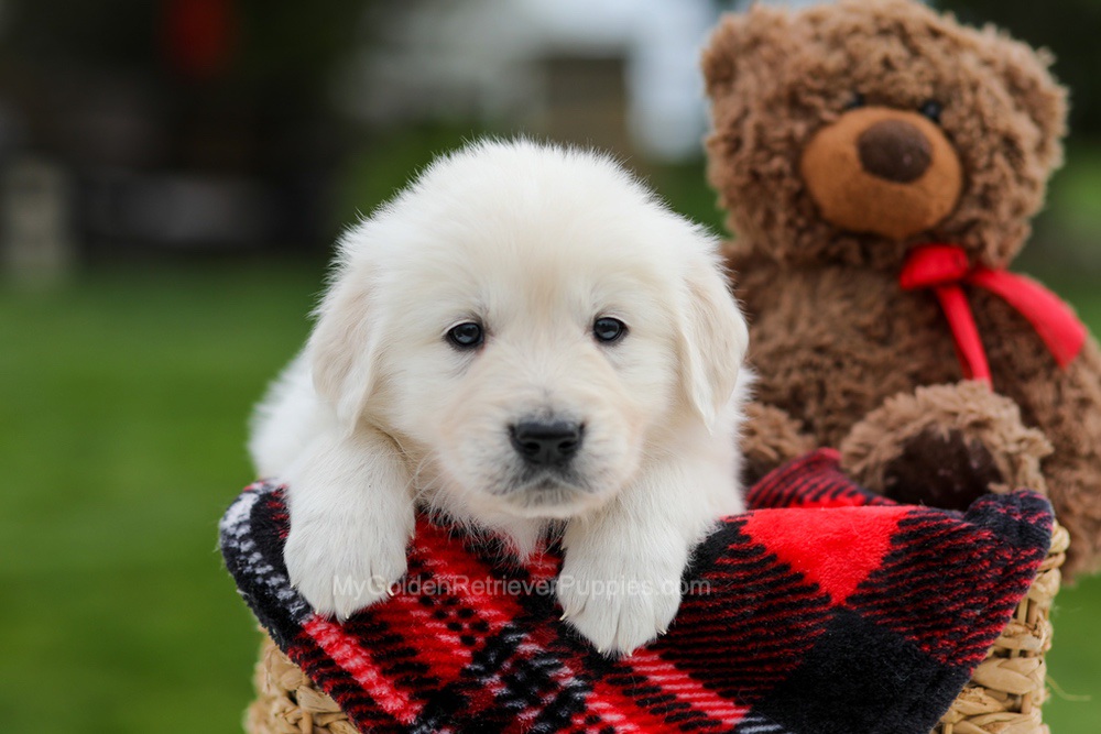 Archer Image of Archer, a Golden Retriever puppy