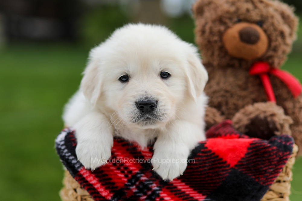 Archer Image of Archer, a Golden Retriever puppy