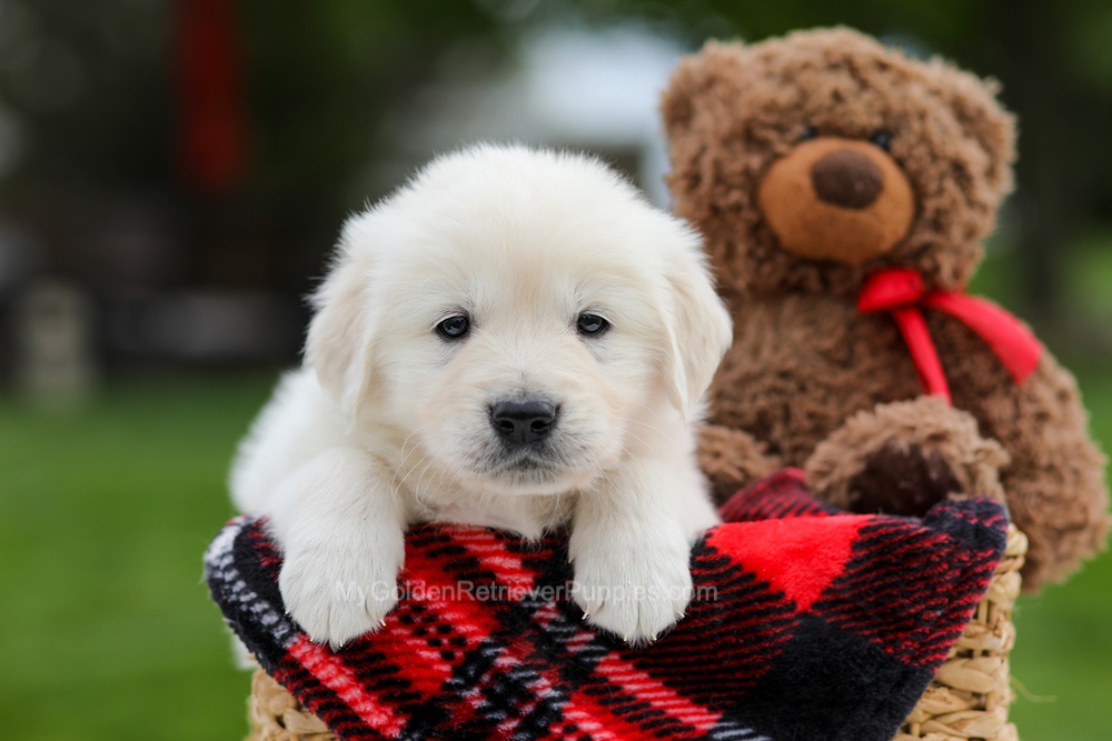 Archer Image of Archer, a Golden Retriever puppy