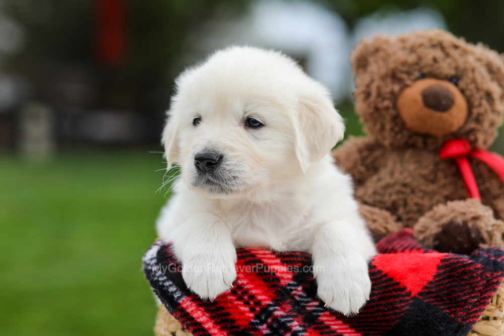 Archer Image of Archer, a Golden Retriever puppy