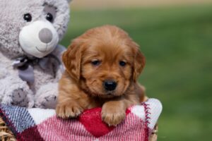 Image of Arrow, a Golden Retriever puppy