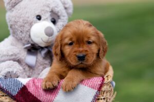 Image of Aspen, a Golden Retriever puppy
