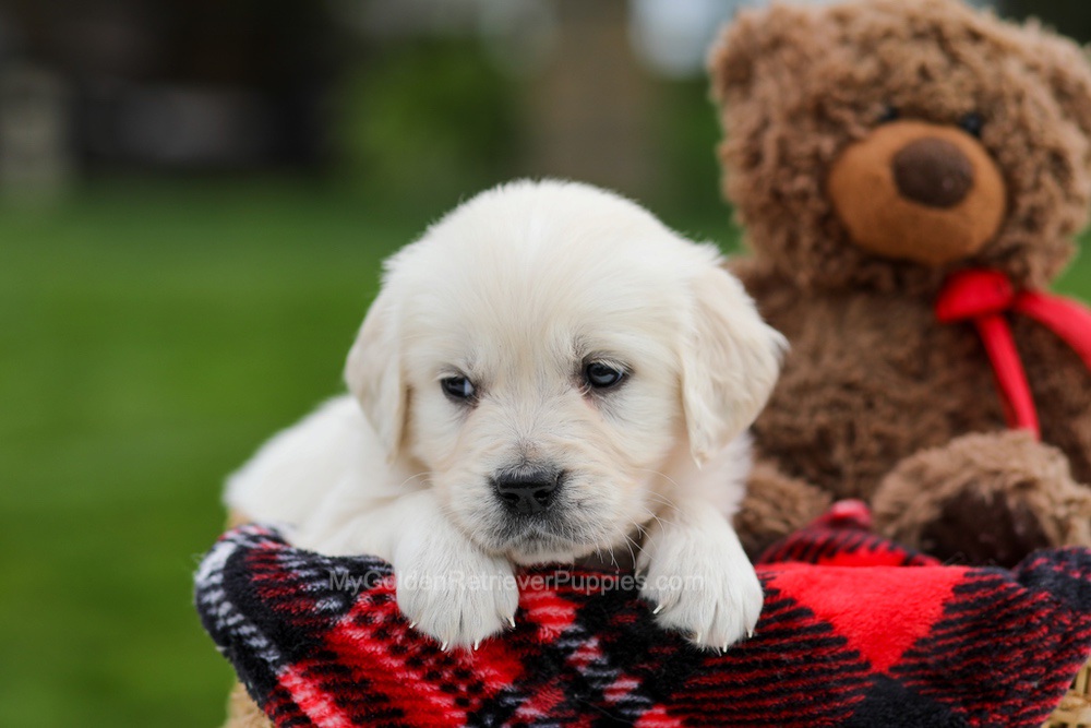 Avery Image of Avery, a Golden Retriever puppy