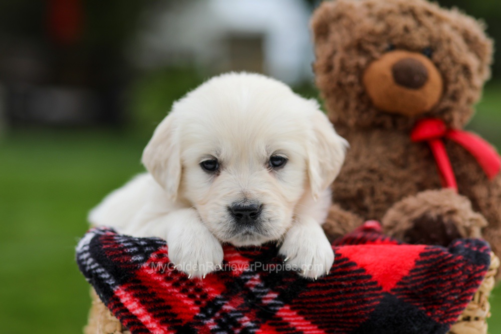 Avery Image of Avery, a Golden Retriever puppy